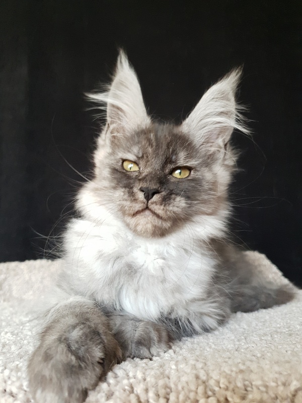 Darina  Akbars (polydactyl)67/66 - Kitten maine-coon 2 months 2 weeks