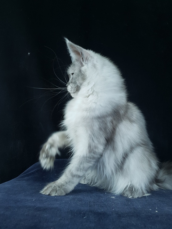 Dolce Vita  Akbars (polydactyl)66/66 - Kitten maine-coon 6 months