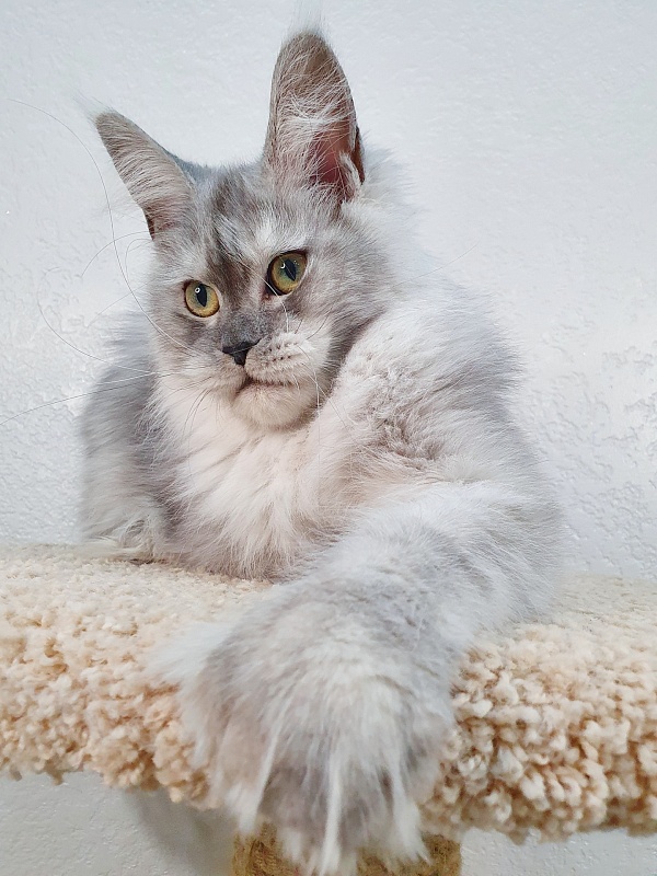 Dolce Vita  Akbars (polydactyl)66/66 - Junior maine-coon 7 months 2 weeks