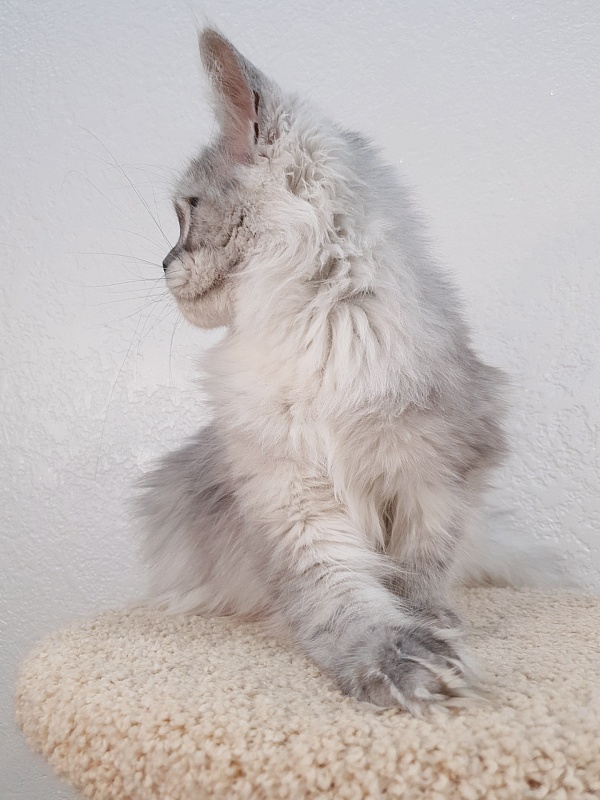 Dolce Vita  Akbars (polydactyl)66/66 - Junior maine-coon 7 months 2 weeks