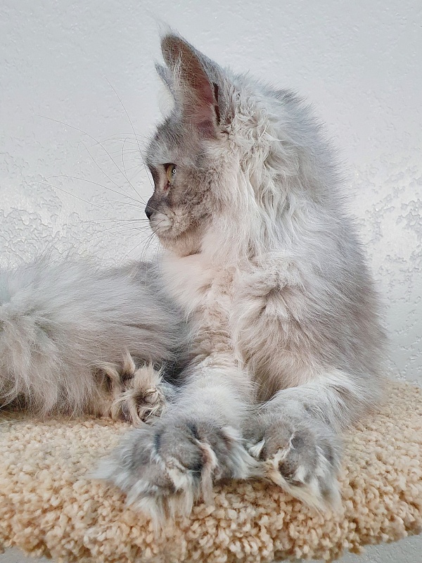 Dolce Vita  Akbars (polydactyl)66/66 - Junior maine-coon 7 months 2 weeks