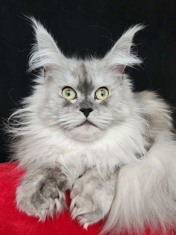 Dolce Vita  Akbars (polydactyl)66/66 - Adult maine-coon 11 months