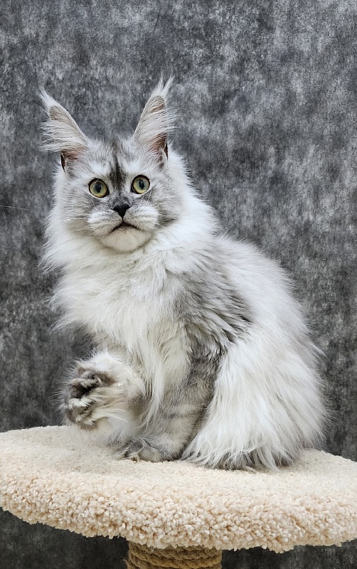 Dolce Vita  Akbars (polydactyl)66/66 - Junior maine-coon 8 months 1.5 week