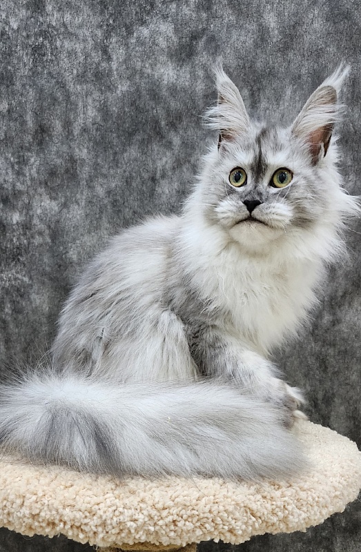 Dolce Vita  Akbars (polydactyl)66/66 - Junior maine-coon 8 months 1.5 week