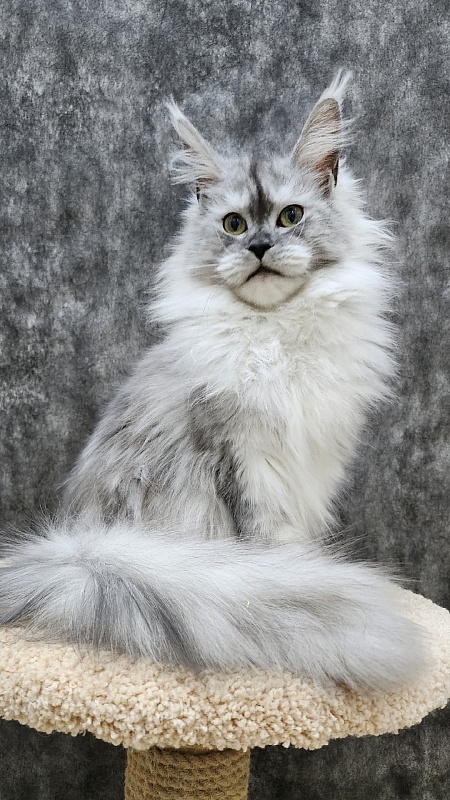 Dolce Vita  Akbars (polydactyl)66/66 - Junior maine-coon 8 months 1.5 week