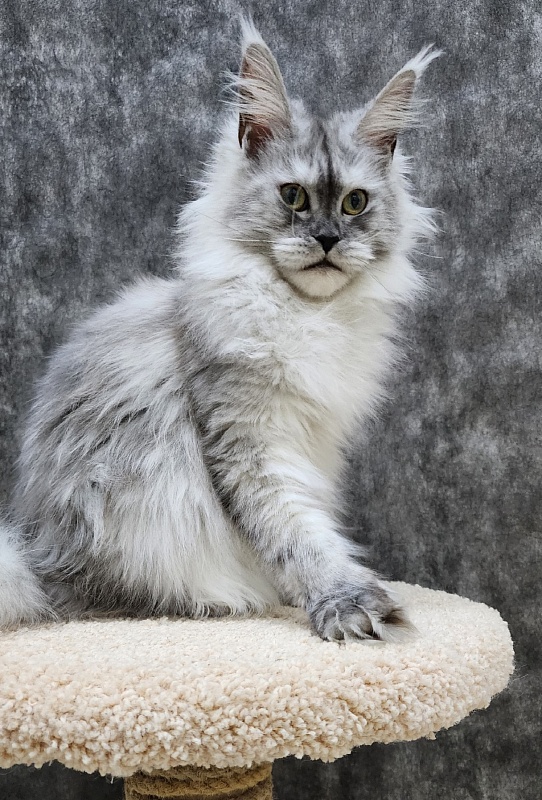 Dolce Vita  Akbars (polydactyl)66/66 - Junior maine-coon 8 months 1.5 week