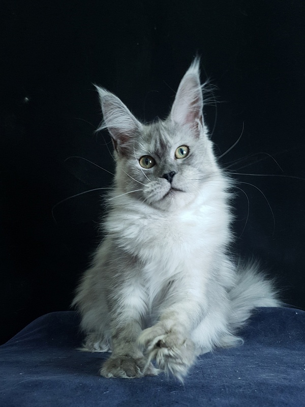 Dolce Vita  Akbars (polydactyl)66/66 - Kitten maine-coon 6 months