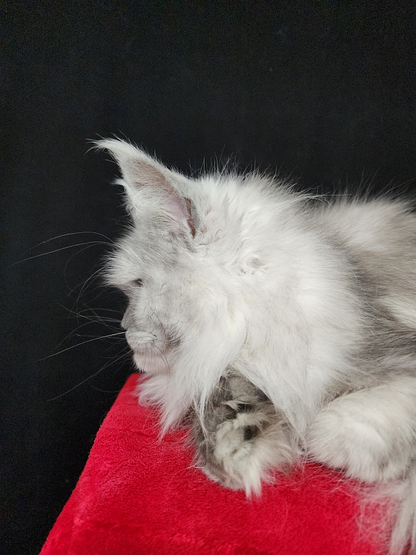 Dolce Vita  Akbars (polydactyl)66/66 - Adult maine-coon 11 months