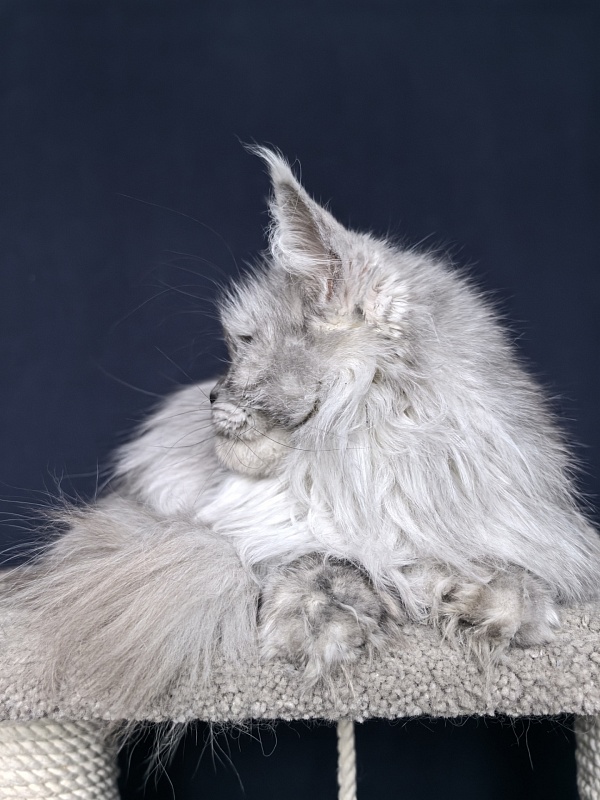 Dolce Vita  Akbars (polydactyl)66/66 - Adult maine-coon 3 years 9 months 0.5 weeks