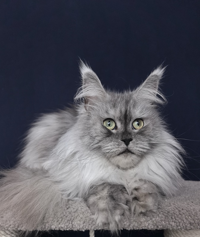 Dolce Vita  Akbars (polydactyl)66/66 - Adult maine-coon 3 years 9 months 0.5 weeks