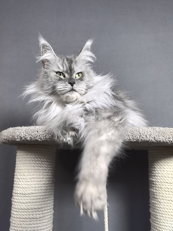 Dolce Vita  Akbars (polydactyl)66/66 - Adult maine-coon 3 years 9 months 4 weeks