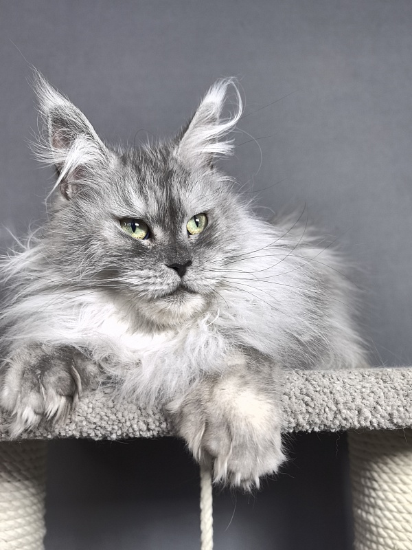 Dolce Vita  Akbars (polydactyl)66/66 - Adult maine-coon 3 years 9 months 4 weeks