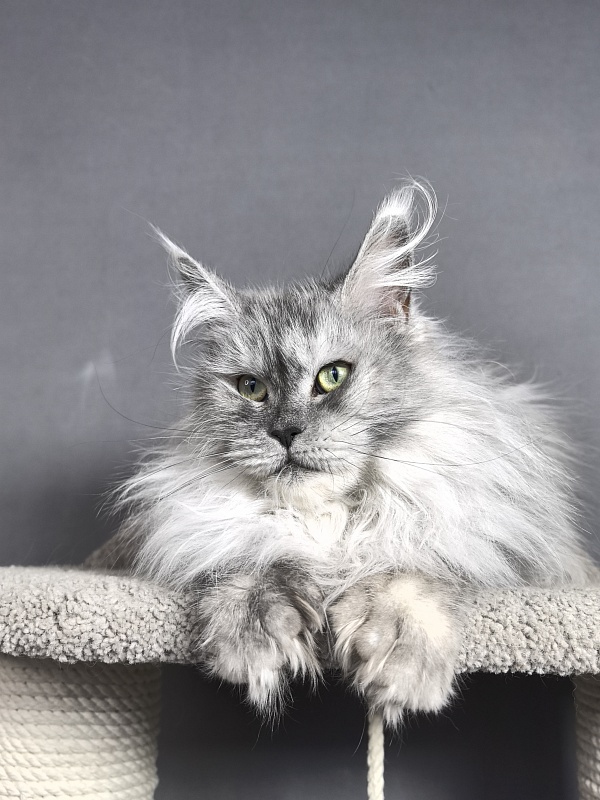 Dolce Vita  Akbars (polydactyl)66/66 - Adult maine-coon 3 years 9 months 4 weeks