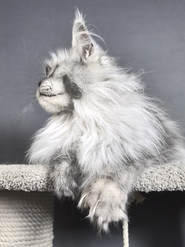 Dolce Vita  Akbars (polydactyl)66/66 - Adult maine-coon 3 years 9 months 4 weeks