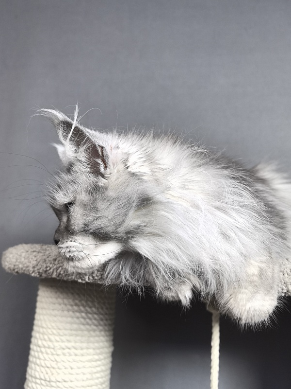 Dolce Vita  Akbars (polydactyl)66/66 - Adult maine-coon 3 years 9 months 4 weeks