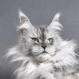 Dolce Vita  Akbars (polydactyl)66/66