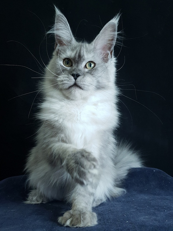 Dolce Vita  Akbars (polydactyl)66/66 - Kitten maine-coon 6 months