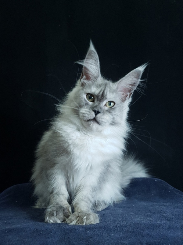 Dolce Vita  Akbars (polydactyl)66/66 - Kitten maine-coon 6 months