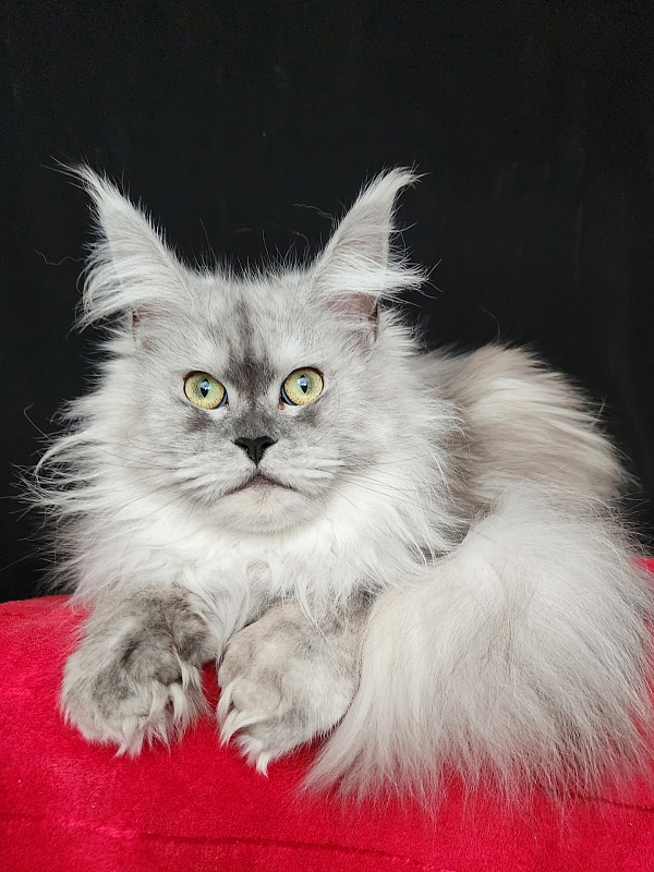 Dolce Vita  Akbars (polydactyl)66/66 - Adult maine-coon 11 months
