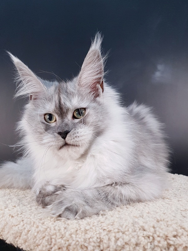 Dolce Vita  Akbars (polydactyl)66/66 - Junior maine-coon 7 months 2 weeks