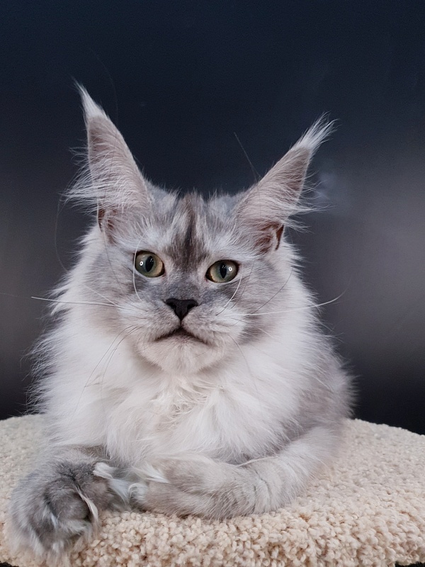 Dolce Vita  Akbars (polydactyl)66/66 - Junior maine-coon 7 months 2 weeks