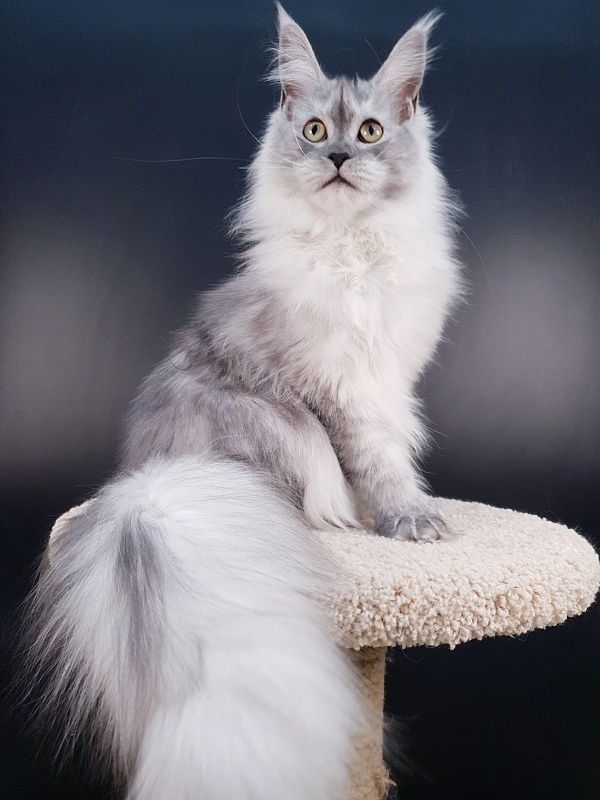 Dolce Vita  Akbars (polydactyl)66/66 - Junior maine-coon 7 months 2 weeks