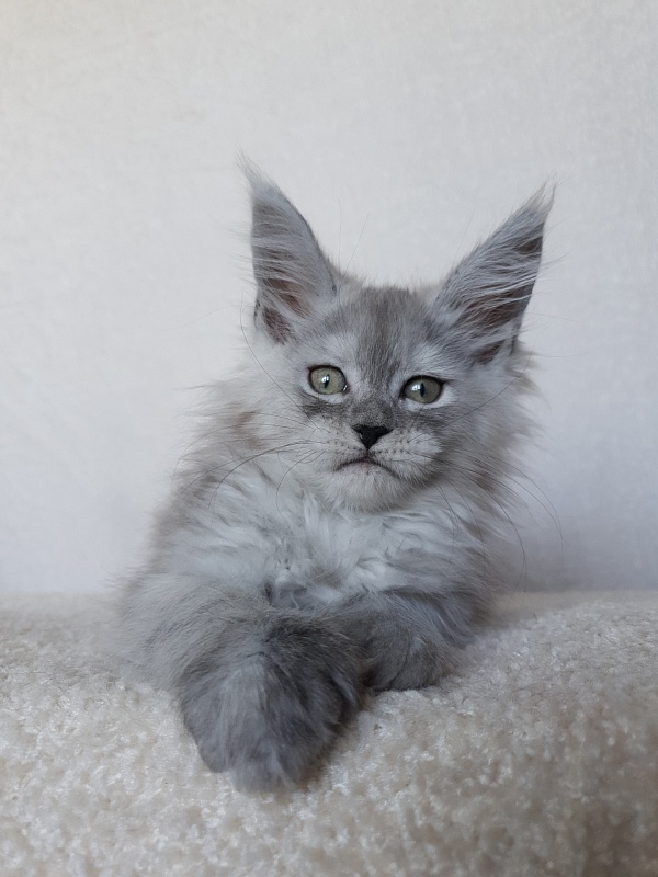 Dolce Vita  Akbars (polydactyl)66/66 - Kitten maine-coon 1 month 4 weeks