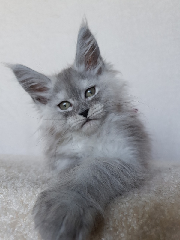 Dolce Vita  Akbars (polydactyl)66/66 - Kitten maine-coon 1 month 4 weeks