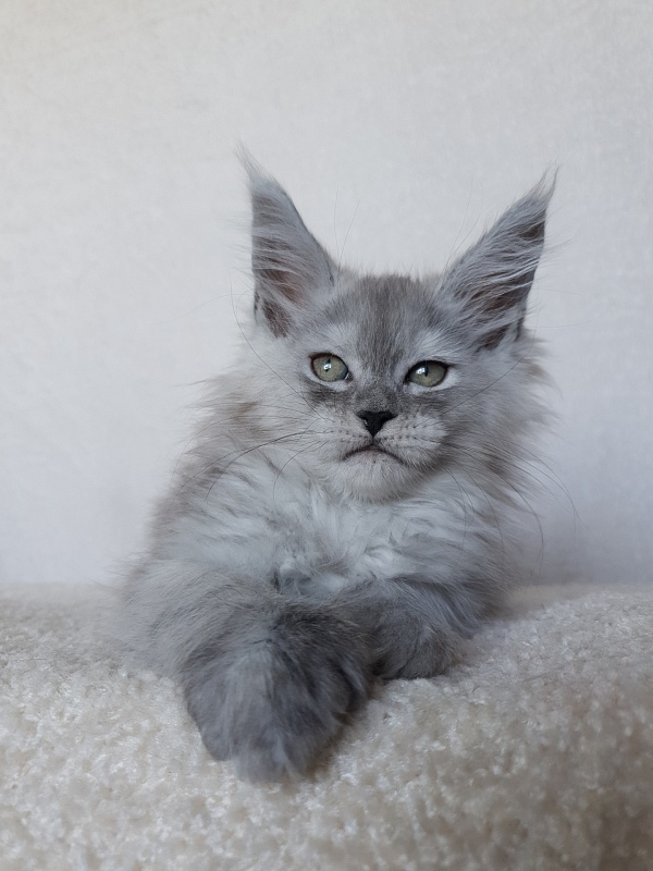 Dolce Vita  Akbars (polydactyl)66/66 - Kitten maine-coon 1 month 4 weeks