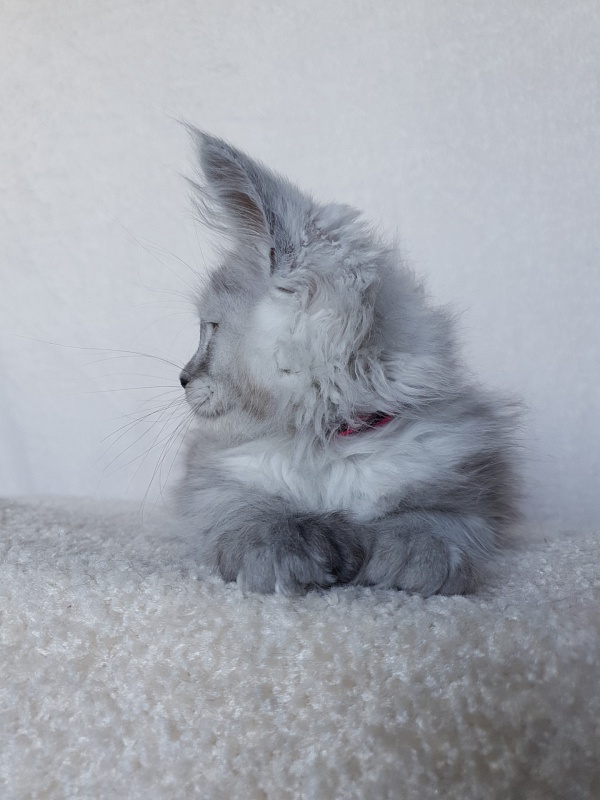 Dolce Vita  Akbars (polydactyl)66/66 - Kitten maine-coon 1 month 4 weeks