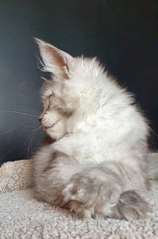 Dolce Vita  Akbars (polydactyl)66/66 - Kitten maine-coon 3 months 3.5 weeks