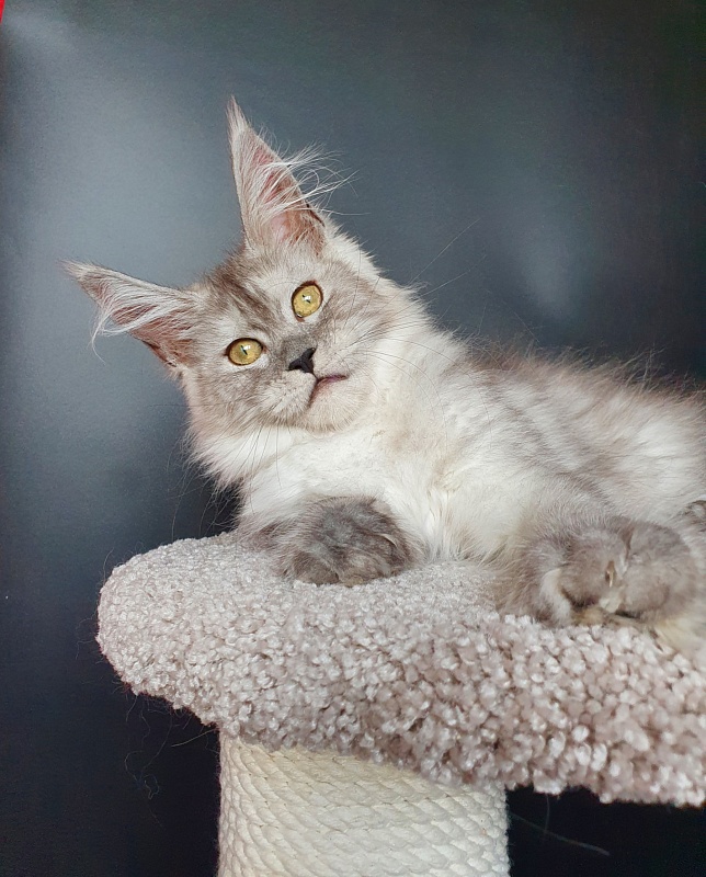 Dolce Vita  Akbars (polydactyl)66/66 - Kitten maine-coon 3 months 3.5 weeks