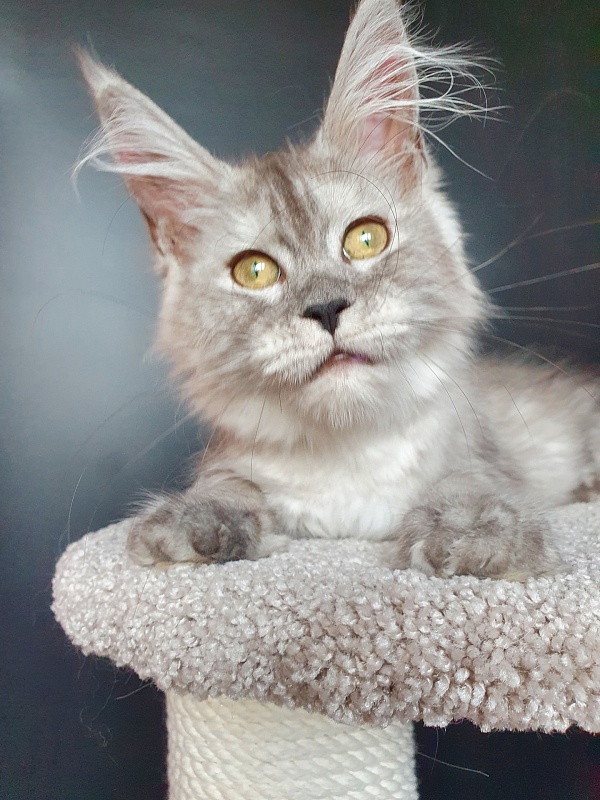 Dolce Vita  Akbars (polydactyl)66/66 - Kitten maine-coon 3 months 3.5 weeks
