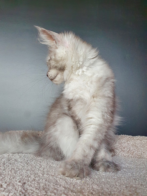 Dolce Vita  Akbars (polydactyl)66/66 - Kitten maine-coon 3 months 3.5 weeks