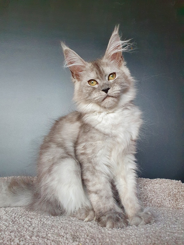 Dolce Vita  Akbars (polydactyl)66/66 - Kitten maine-coon 3 months 3.5 weeks