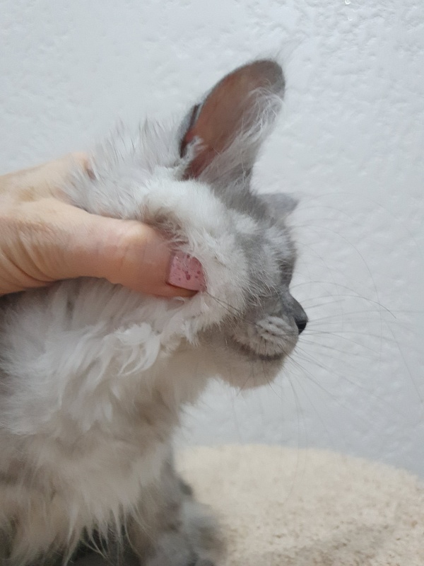 Dolce Vita  Akbars (polydactyl)66/66 - Kitten maine-coon 3 months 3.5 weeks