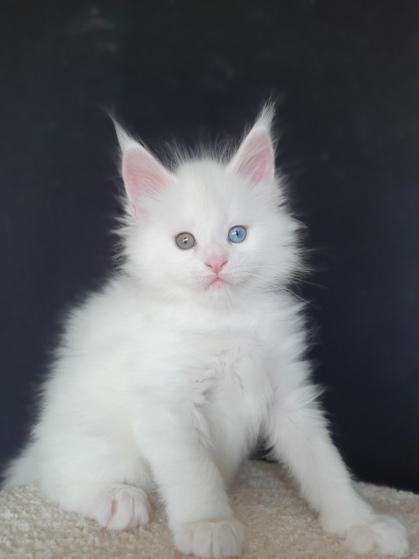 Barney Akbars - Kitten maine-coon 1 month 1 week