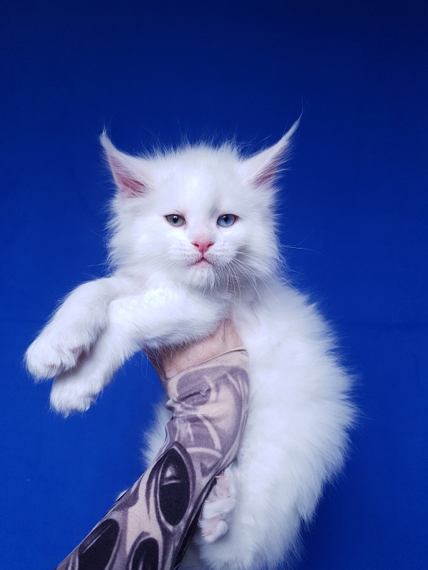 Barney Akbars - Kitten maine-coon 1 month 2 weeks