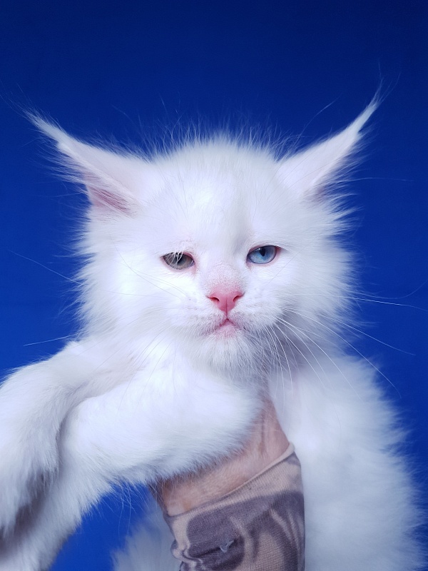 Barney Akbars - Kitten maine-coon 1 month 2 weeks