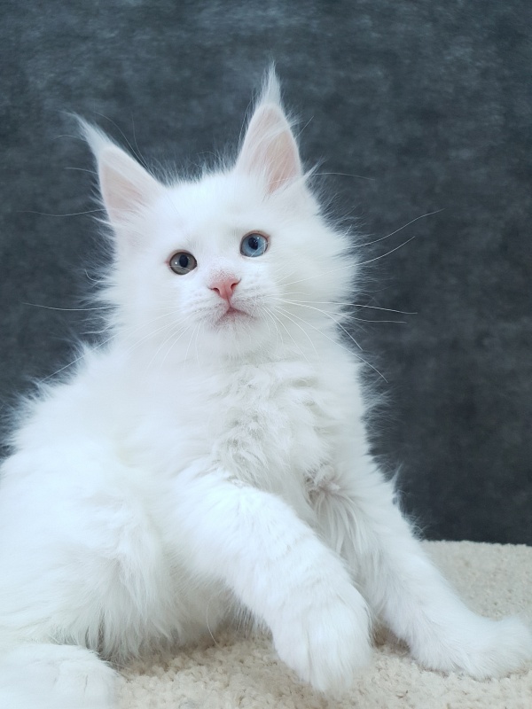 Barney Akbars - Kitten maine-coon 2 months