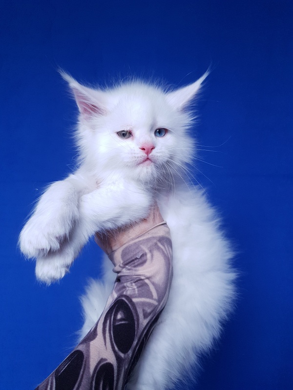 Barney Akbars - Kitten maine-coon 1 month 2 weeks