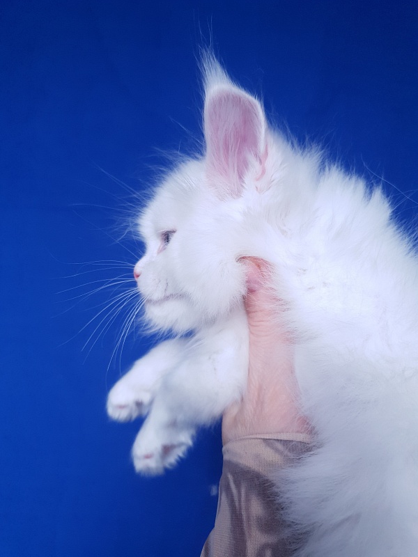 Barney Akbars - Kitten maine-coon 1 month 2 weeks