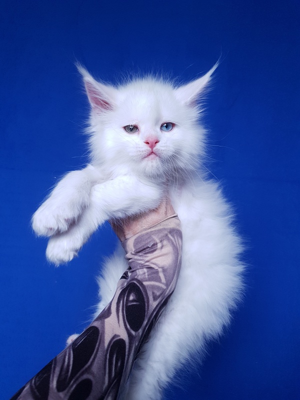 Barney Akbars - Kitten maine-coon 1 month 2 weeks