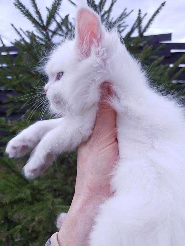 Barney Akbars - Kitten maine-coon 1 month 2 weeks