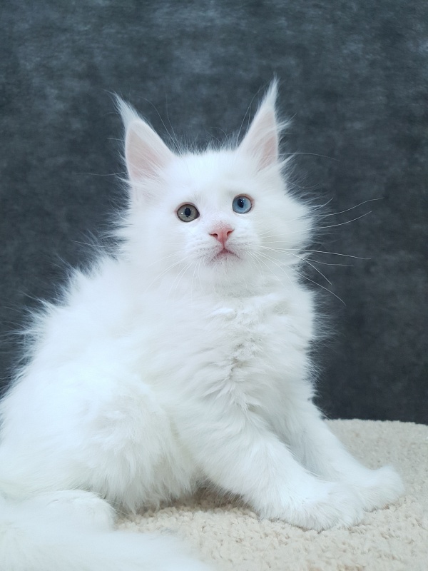 Barney Akbars - Kitten maine-coon 2 months