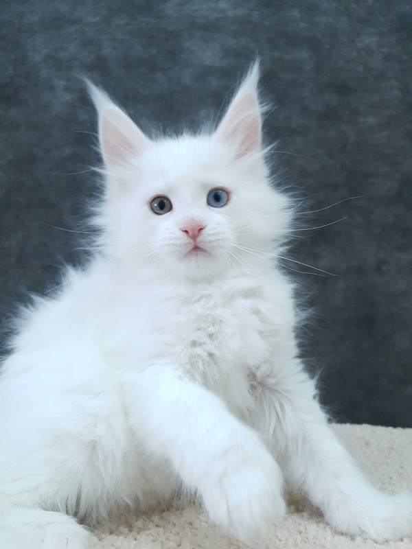 Barney Akbars - Kitten maine-coon 2 months