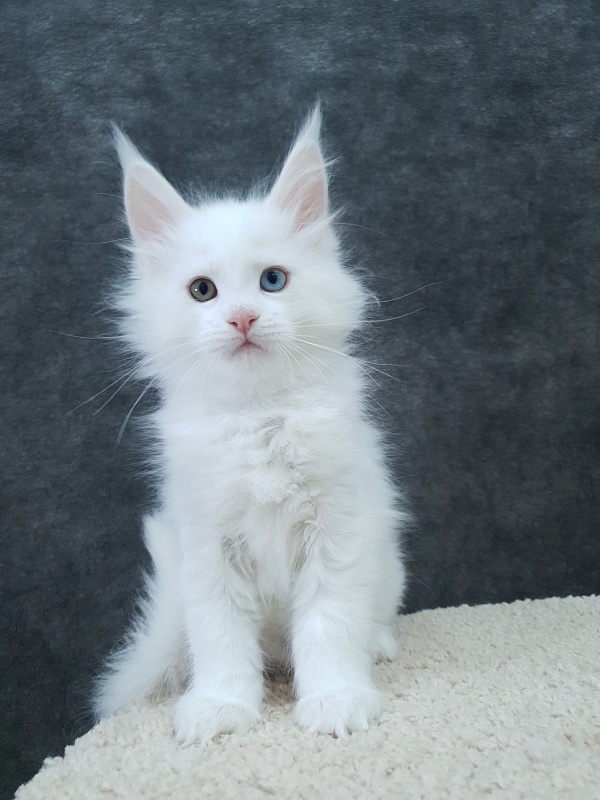 Barney Akbars - Kitten maine-coon 2 months