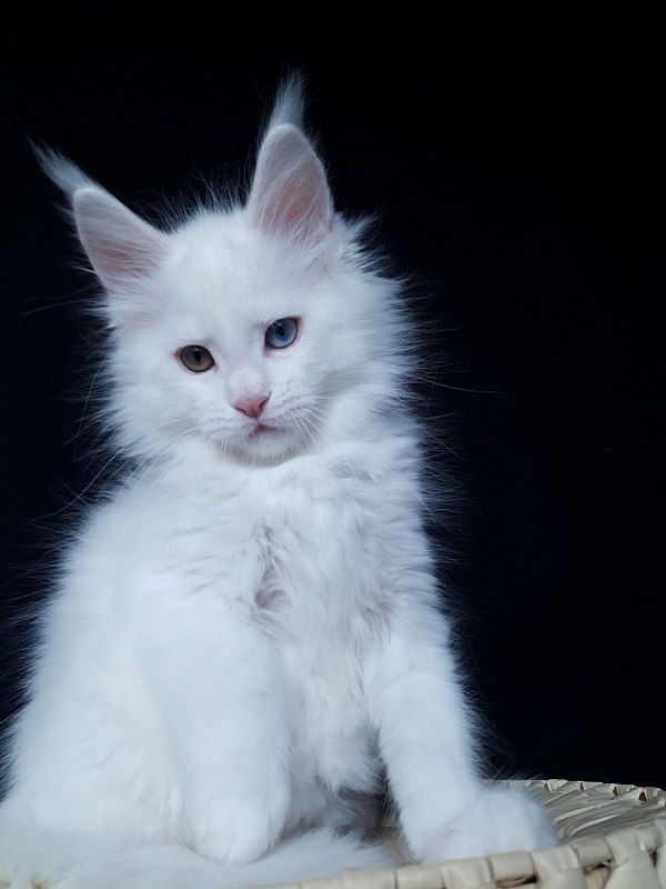 Barney Akbars - Kitten maine-coon 2 months 1 week