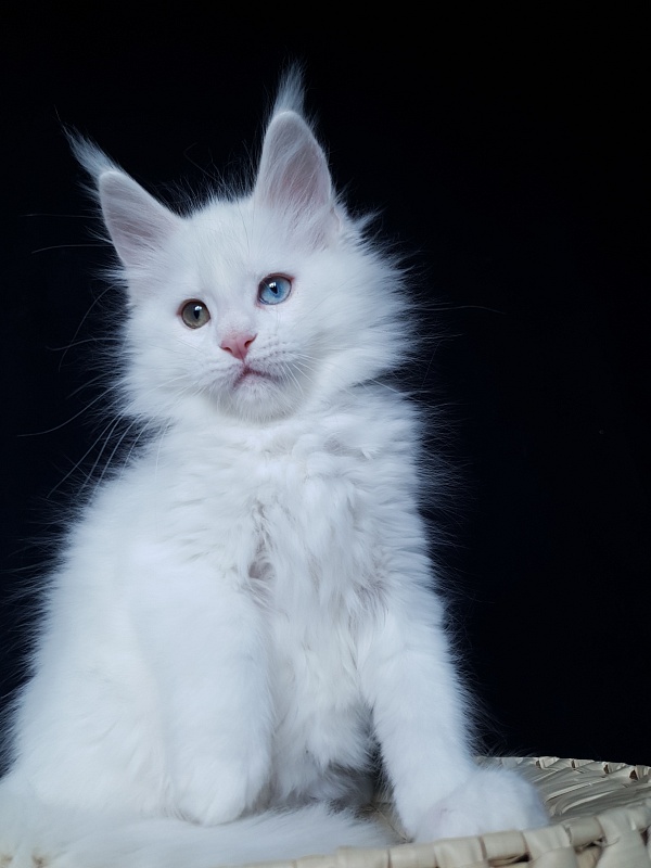 Barney Akbars - Kitten maine-coon 2 months 1 week