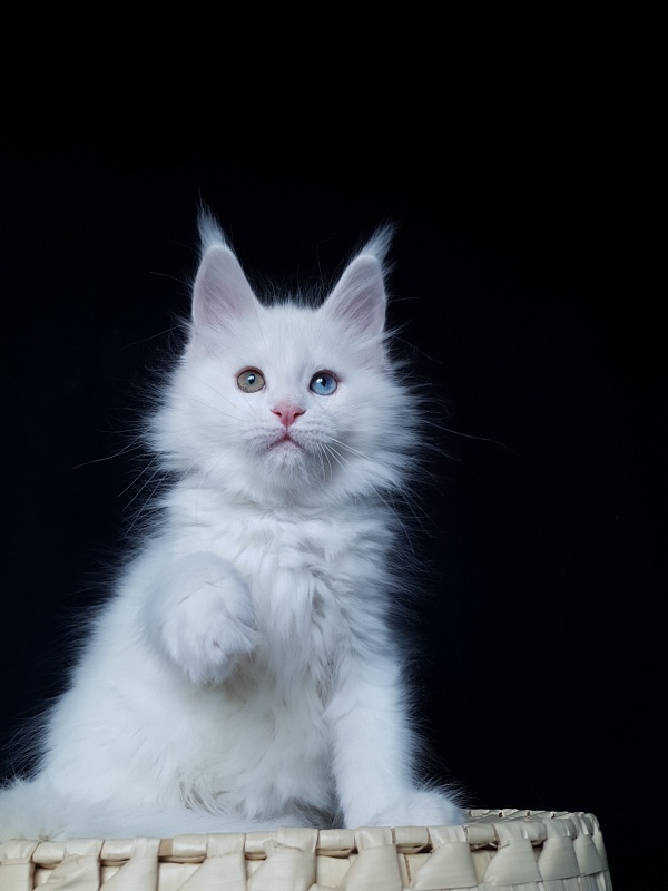 Barney Akbars - Kitten maine-coon 2 months 1 week